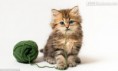 /album/kepgaleria-a-haza-multja-es-jelene-689/a12187-videokedvenc-daisycica1-jpg/