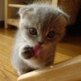 /album/kepgaleria-a-haza-multja-es-jelene-689/cute-kitten-jpg/
